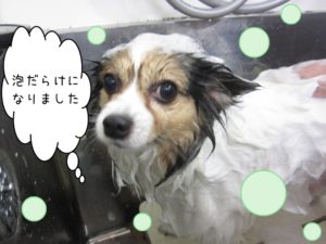 シャンプー中パピヨン