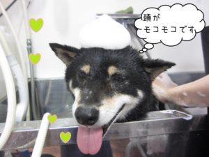 シャンプー中柴犬