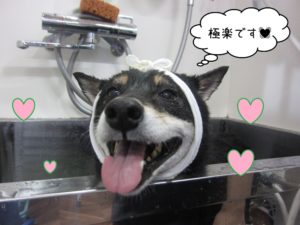 スパ中柴犬