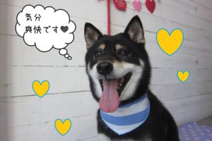 笑顔柴犬