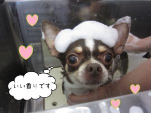 シャンプー中チワワ