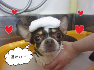 スパ中チワワ