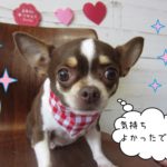 おすましチワワ