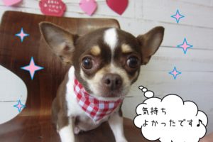 おすましチワワ