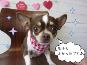 おすましチワワ