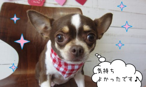 おすましチワワ