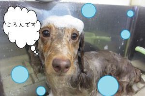 シャンプー中ミニチュアダックス