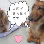 仲良しれおんころん