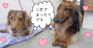 仲良しれおんころん