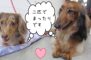 仲良しれおんころん