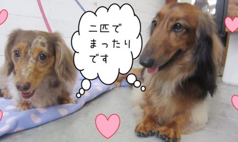 仲良しれおんころん