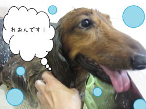 シャンプー中ミニチュアダックス