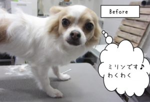 カット前チワワ