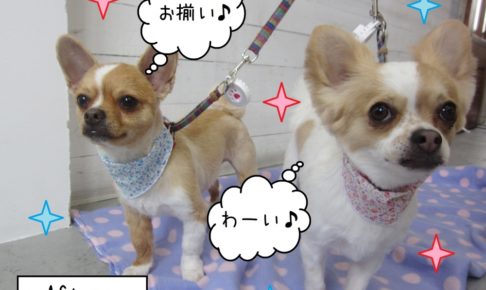 仲良しチワワ