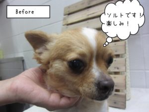 カット前チワワ