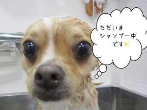 シャンプー中チワワ