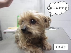 カット前ヨーキー