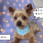 おすましヨーキー