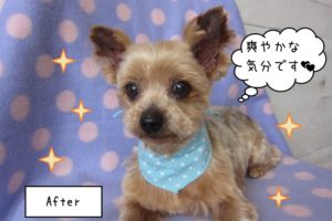 おすましヨーキー