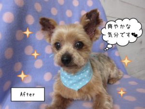 おすましヨーキー