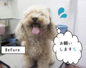 カット前トイプードル