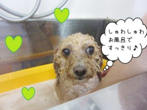 スパ中トイプードル