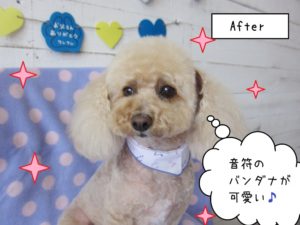 カット後トイプードル