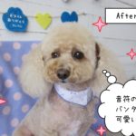 おすましお洒落トイプードル