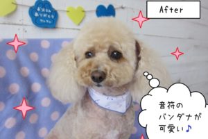 おすましお洒落トイプードル