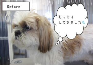 カット前シーズー