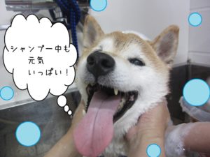 シャンプー中柴犬