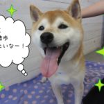笑顔柴犬