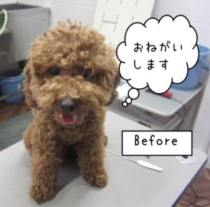 カット前トイプードル
