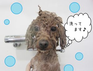 シャンプー中トイプードル