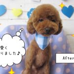 可愛い茶トイプードル