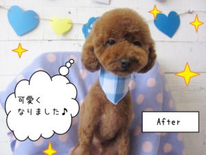 可愛い茶トイプードル