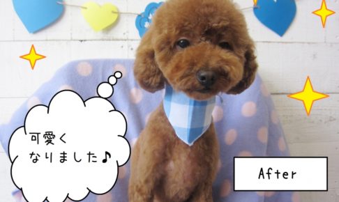 可愛い茶トイプードル