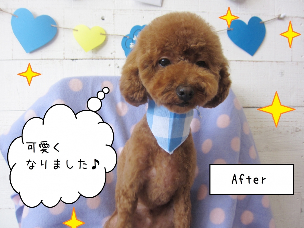 可愛い茶トイプードル