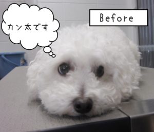 よろしくトイプー