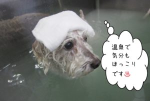 お風呂トイプー