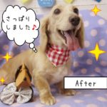 仕上がりダックスちゃん