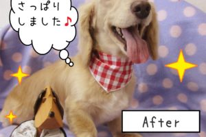仕上がりダックスちゃん