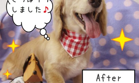 仕上がりダックスちゃん