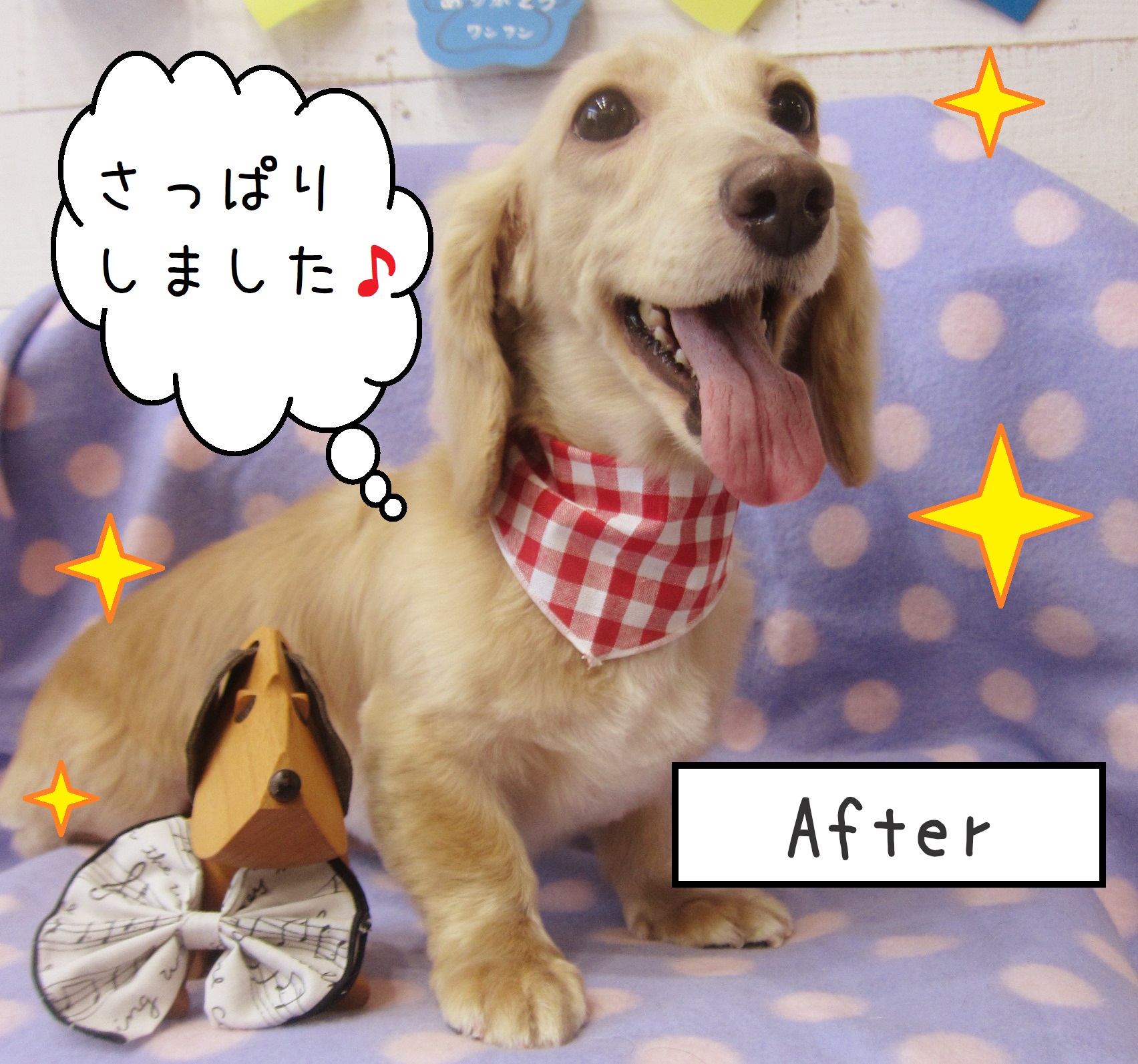 仕上がりダックスちゃん