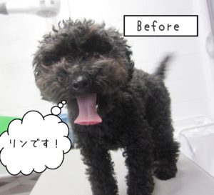 よろしくトイプー