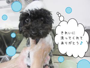 シャンプートイプー