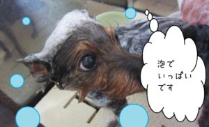 シャンプーミックス