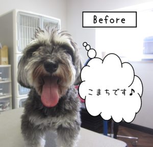 よろしくMシュナ