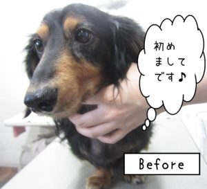 初めましてダックス