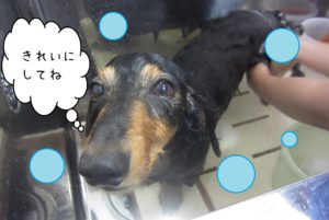 シャンプーダックス